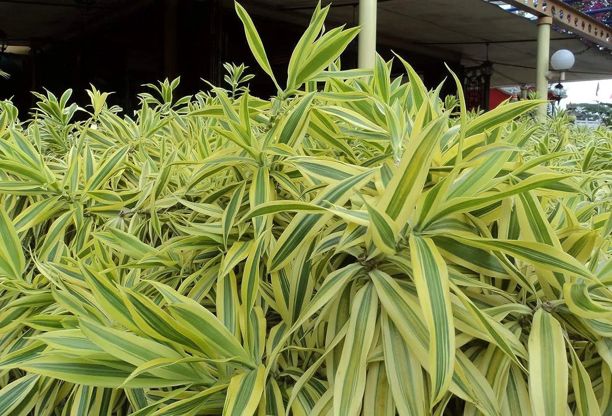 6 Inch Pot Dracaena Reflexa Indoor Plant O973272