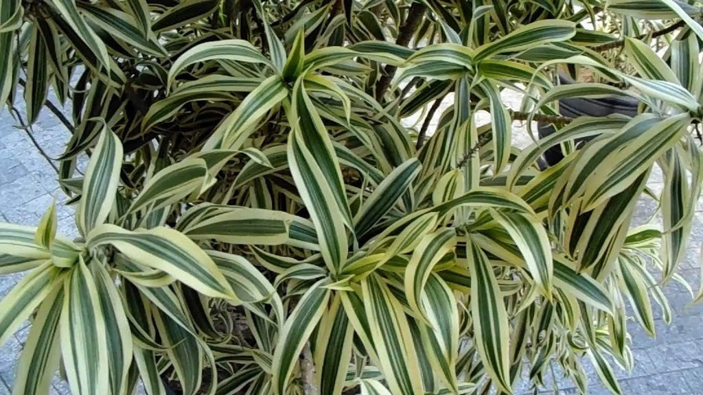 6 Inch Pot Dracaena Reflexa Indoor Plant O973272