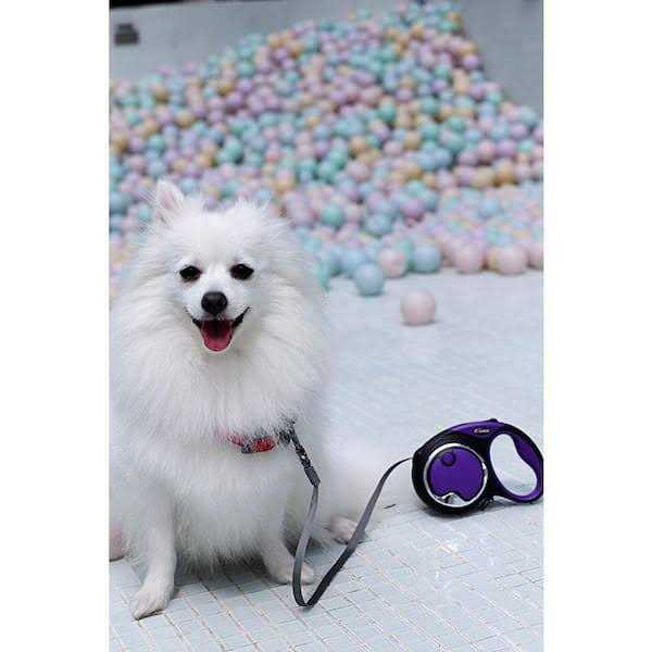 Retractable Leash I5456