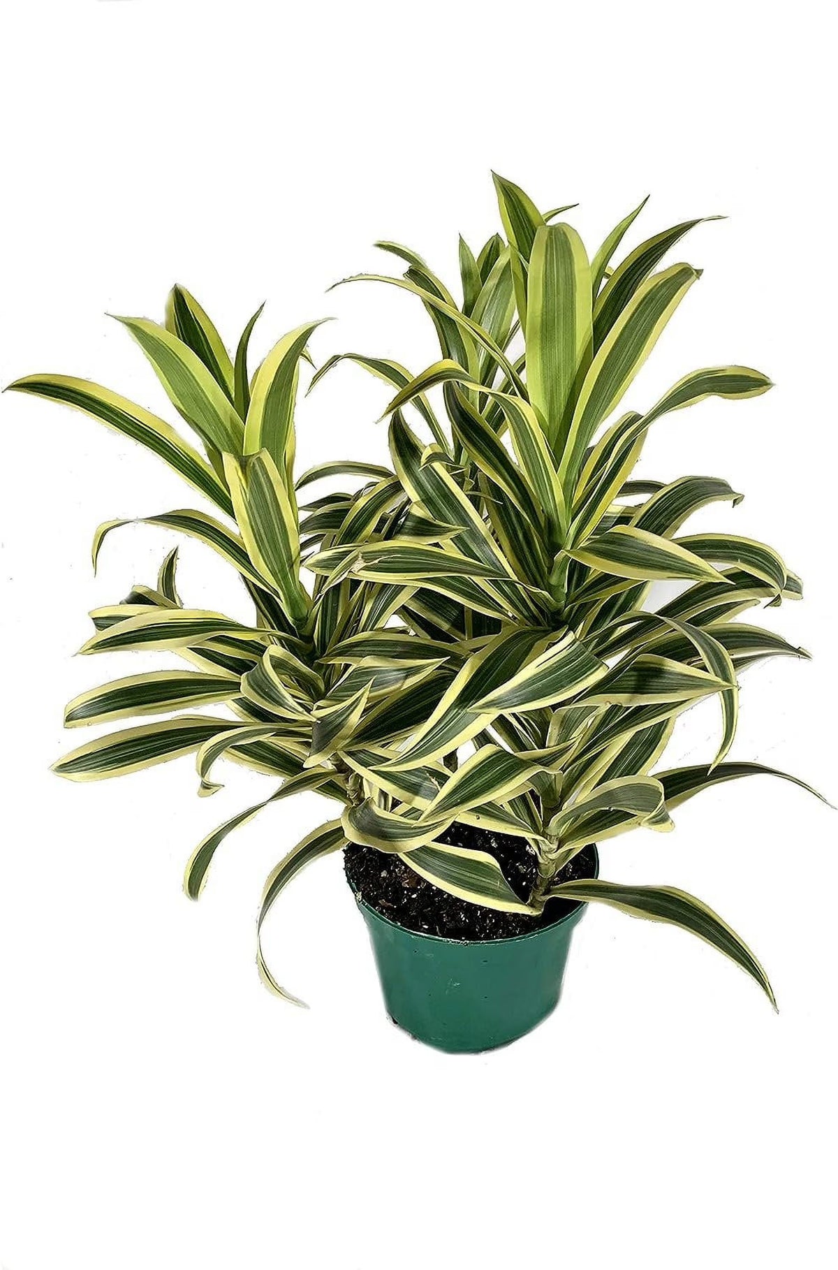 6 Inch Pot Dracaena Reflexa Indoor Plant O973272
