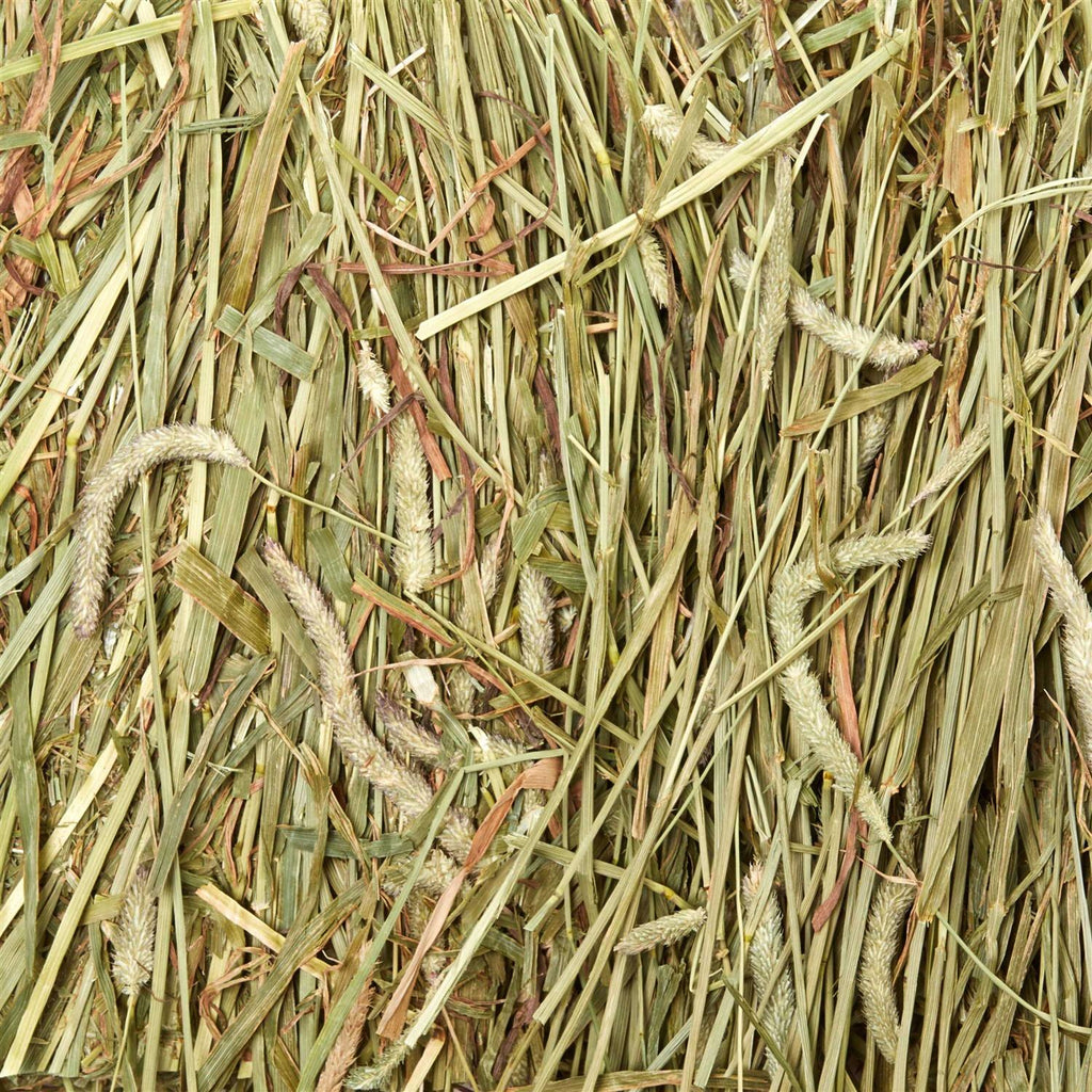 Timothy Hay C43811