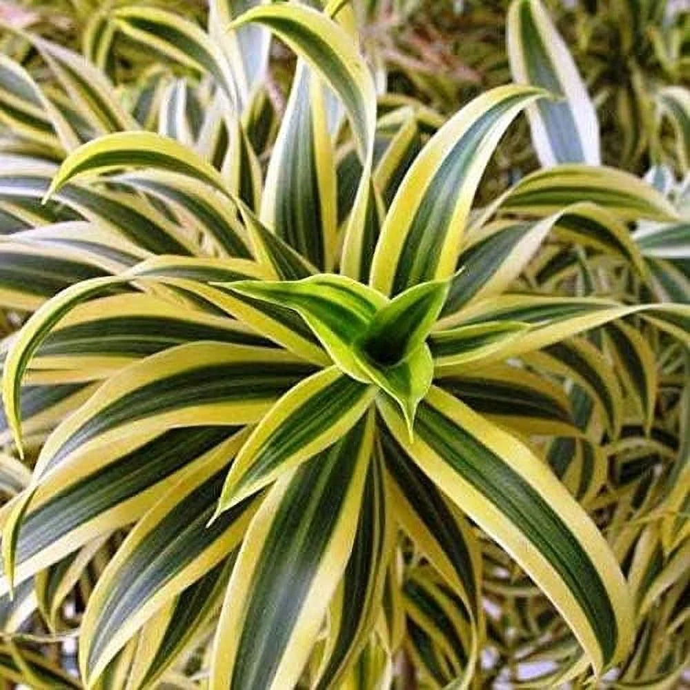 6 Inch Pot Dracaena Reflexa Indoor Plant O973272