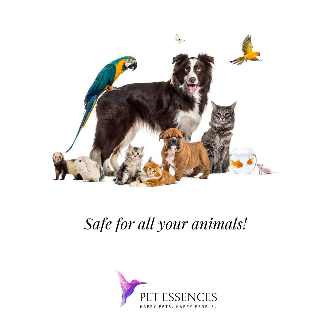 Pet Essences Seizures F658046
