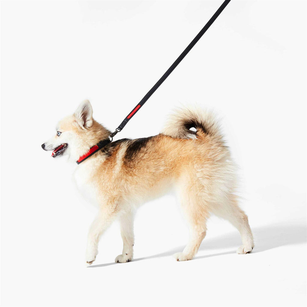 Calfskin Pet Collar W491089