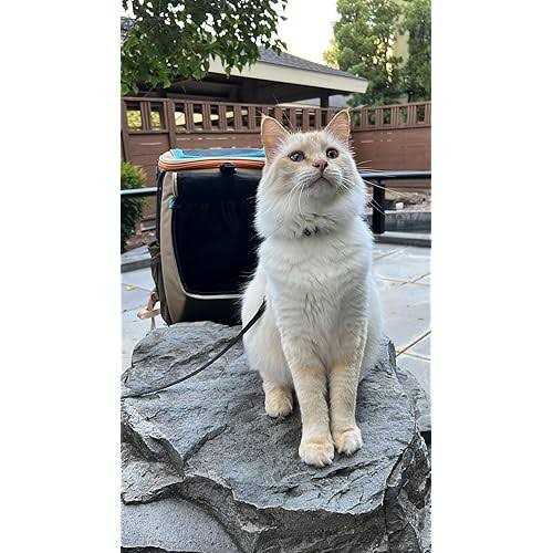 Convertible Cat Backpack Y858
