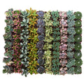 Collection of 64 Pastel Succulent W304068