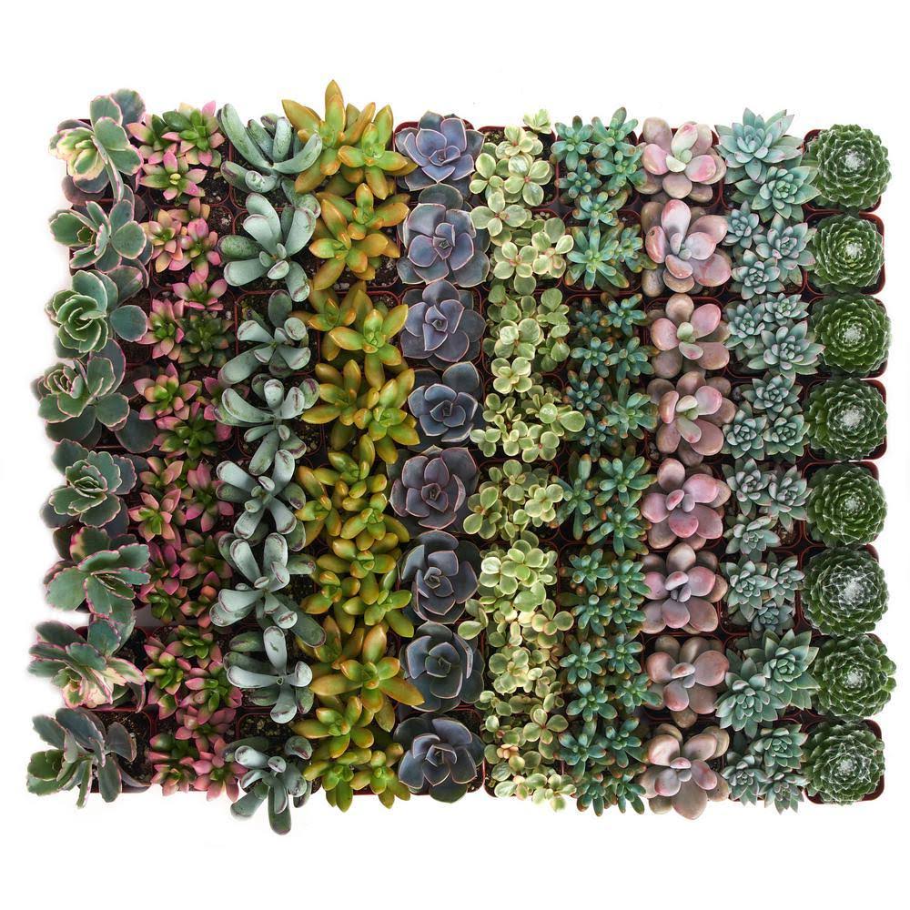 Collection of 64 Pastel Succulent W304068
