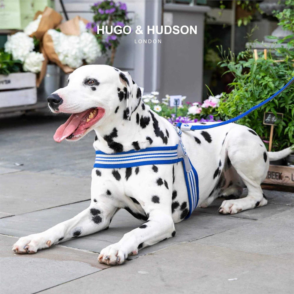 Dog Harness A115276