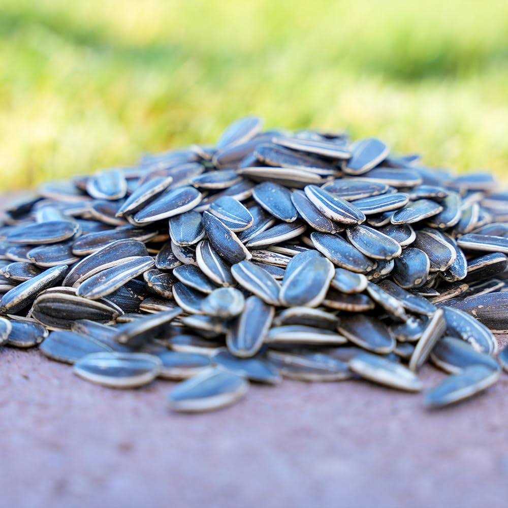 Sunflower Seeds Q7067