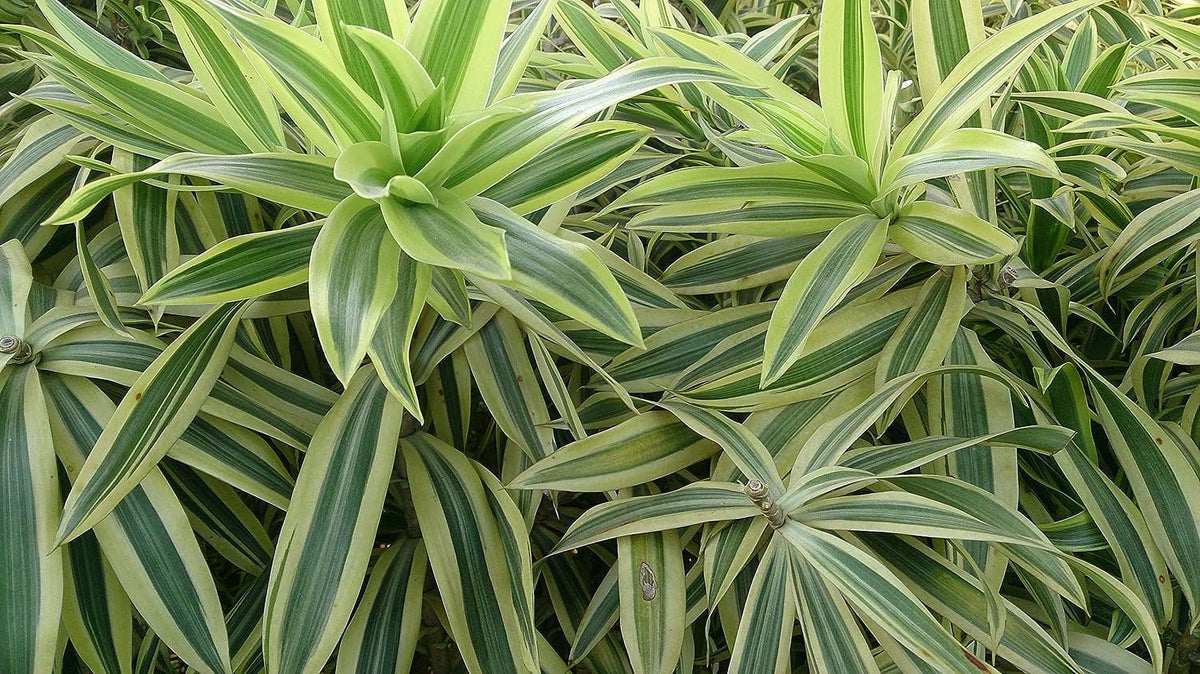 6 Inch Pot Dracaena Reflexa Indoor Plant O973272