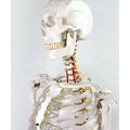 Medical Full Body Anatomical Human Skeleton Model on Stand Z992