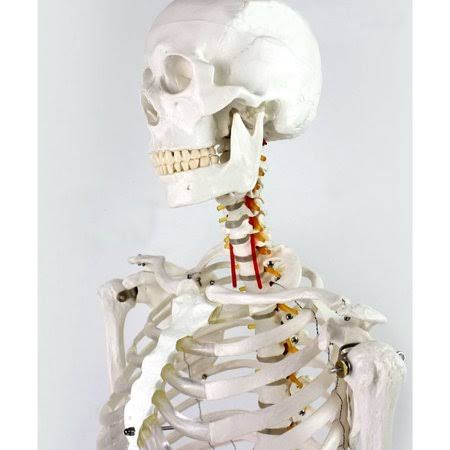 Medical Full Body Anatomical Human Skeleton Model on Stand Z992