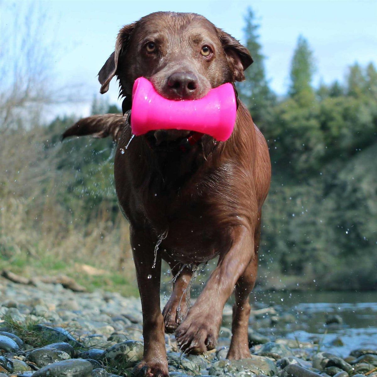 Crinkit Dog Toy F6010